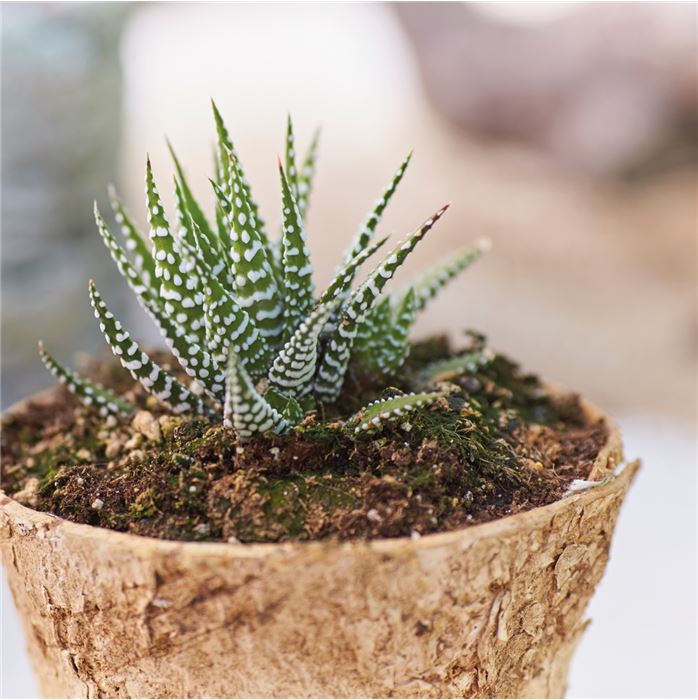 Katzenohr-Kalanchoe 'Big Band'