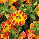 Zauberglöckchen 'Calita® Yellow Red Splash'