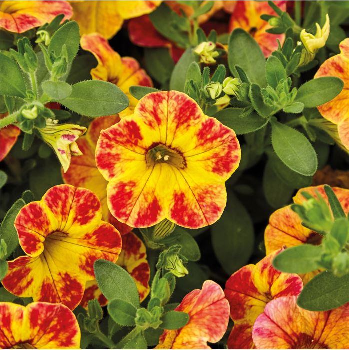 Zauberglöckchen 'Calita® Yellow Red Splash'