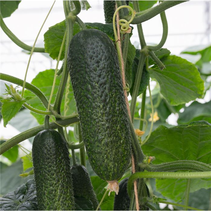 Mini-Knackgurke 'Conito®' (Corentine)