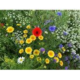 Feldblumenmischung