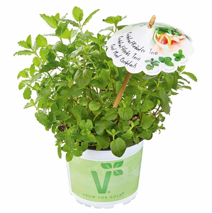 Kräuter-Trio 'Mix a Herb Cool Mint Cocktails'