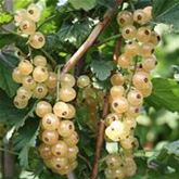 Weiße Johannisbeere Summer Pearls® 'White'