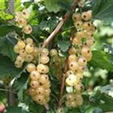 Weiße Johannisbeere Summer Pearls® 'White'