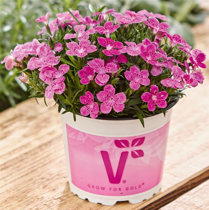 Rokoko-Nelke 'Tiny Pleasure® Rose'