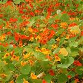 Kapuzinerkresse 'Majero Mix'