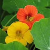 Kapuzinerkresse 'Majero Mix'