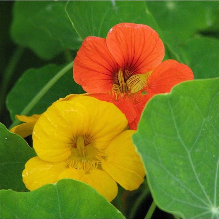 Kapuzinerkresse 'Majero Mix'