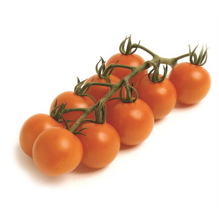 Cocktail-Tomate 'Manolo® Orange' (Orangino) F1