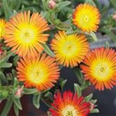 Mittagsblume Suntropics® 'Mix' Mittagsblume Suntropics® 'Mix'