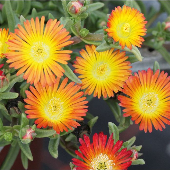Mittagsblume Suntropics® 'Mix' Mittagsblume Suntropics® 'Mix'