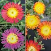 Mittagsblume Suntropics® 'Mix' Mittagsblume Suntropics® 'Mix'