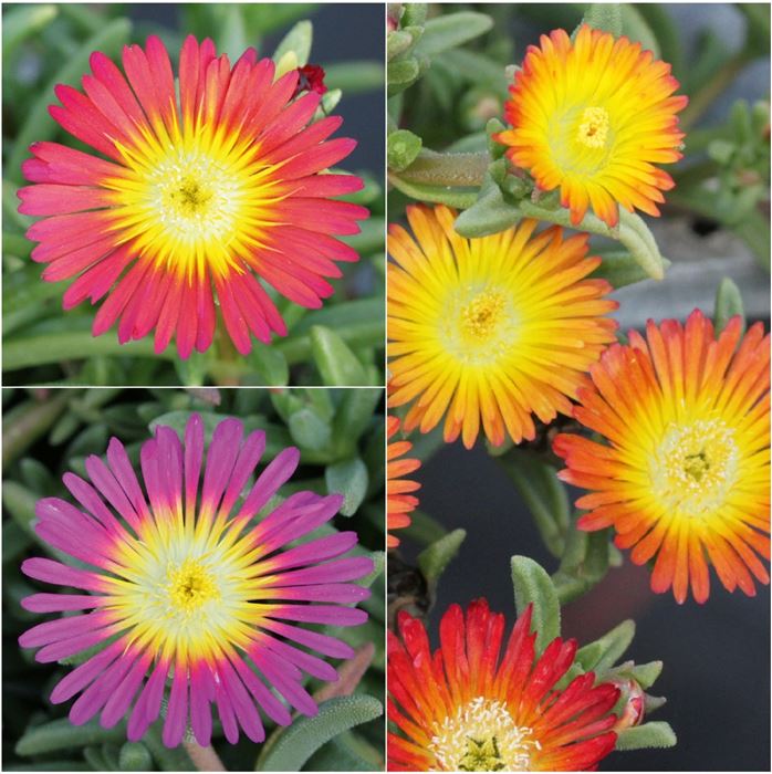 Mittagsblume Suntropics® 'Mix' Mittagsblume Suntropics® 'Mix'