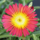Mittagsblume Suntropics® 'Mix' Mittagsblume Suntropics® 'Mix'