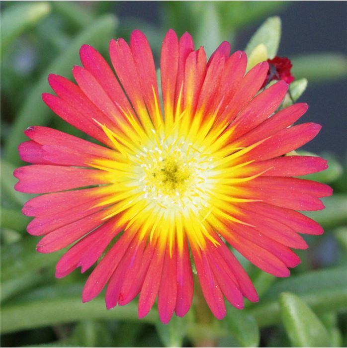Mittagsblume Suntropics® 'Mix' Mittagsblume Suntropics® 'Mix'
