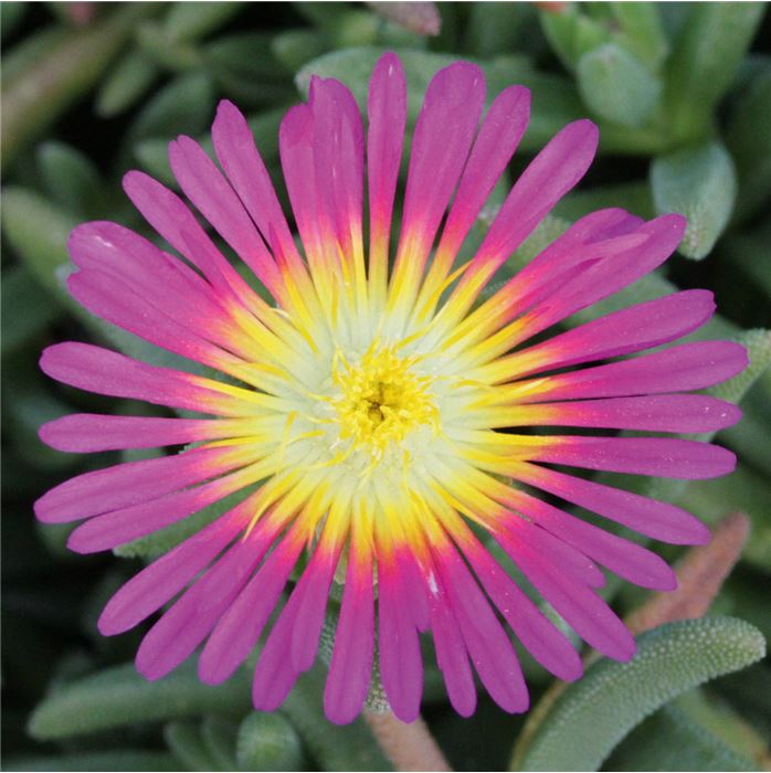 Mittagsblume Suntropics® 'Mix' Mittagsblume Suntropics® 'Mix'