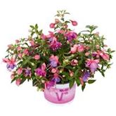 Hänge-Fuchsie Leonita 'Double Rose-Blue'