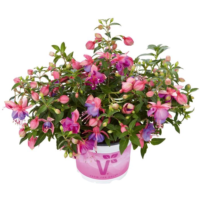 Hänge-Fuchsie Leonita 'Double Rose-Blue'