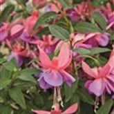Hänge-Fuchsie Leonita 'Double Rose-Blue'