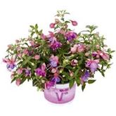 Hänge-Fuchsie Leonita 'Double Rose-Blue'