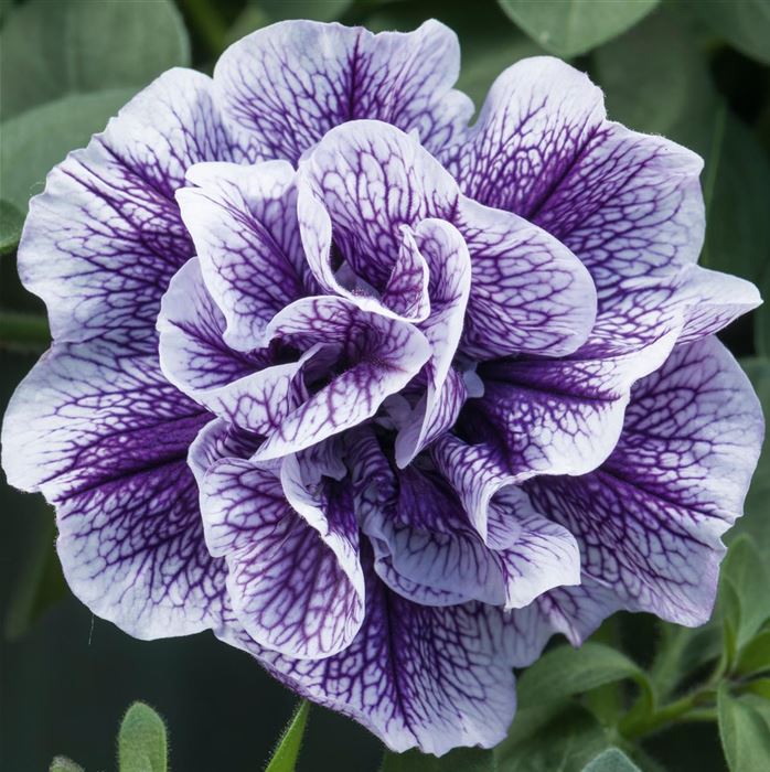 Petunia Tumbelina collection 'Priscilla'