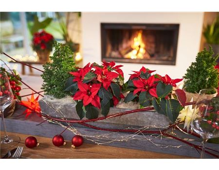 Anleitung – Weihnachtlich dekorieren mit Poinsettien