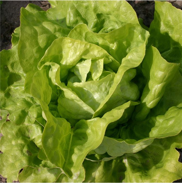 Kopfsalat 'Victoria'