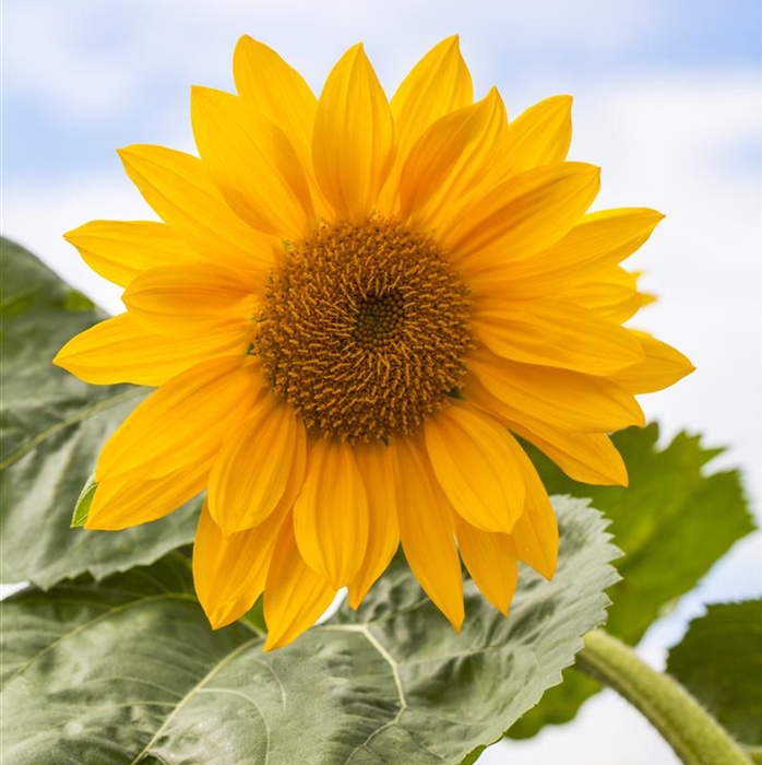 Riesensonnenblume 'Talos'