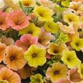 Hänge-Petunie 'Chameletunia® Mango'