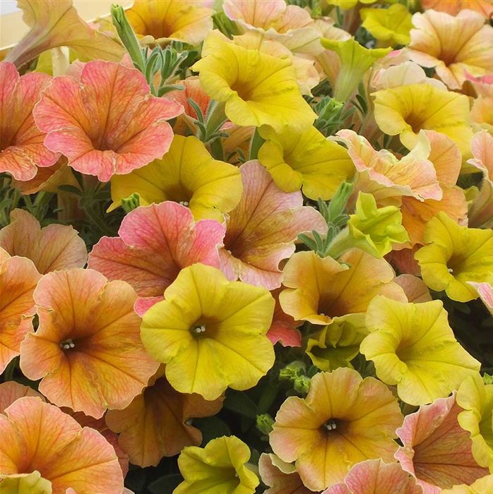 Hänge-Petunie 'Chameletunia® Mango'