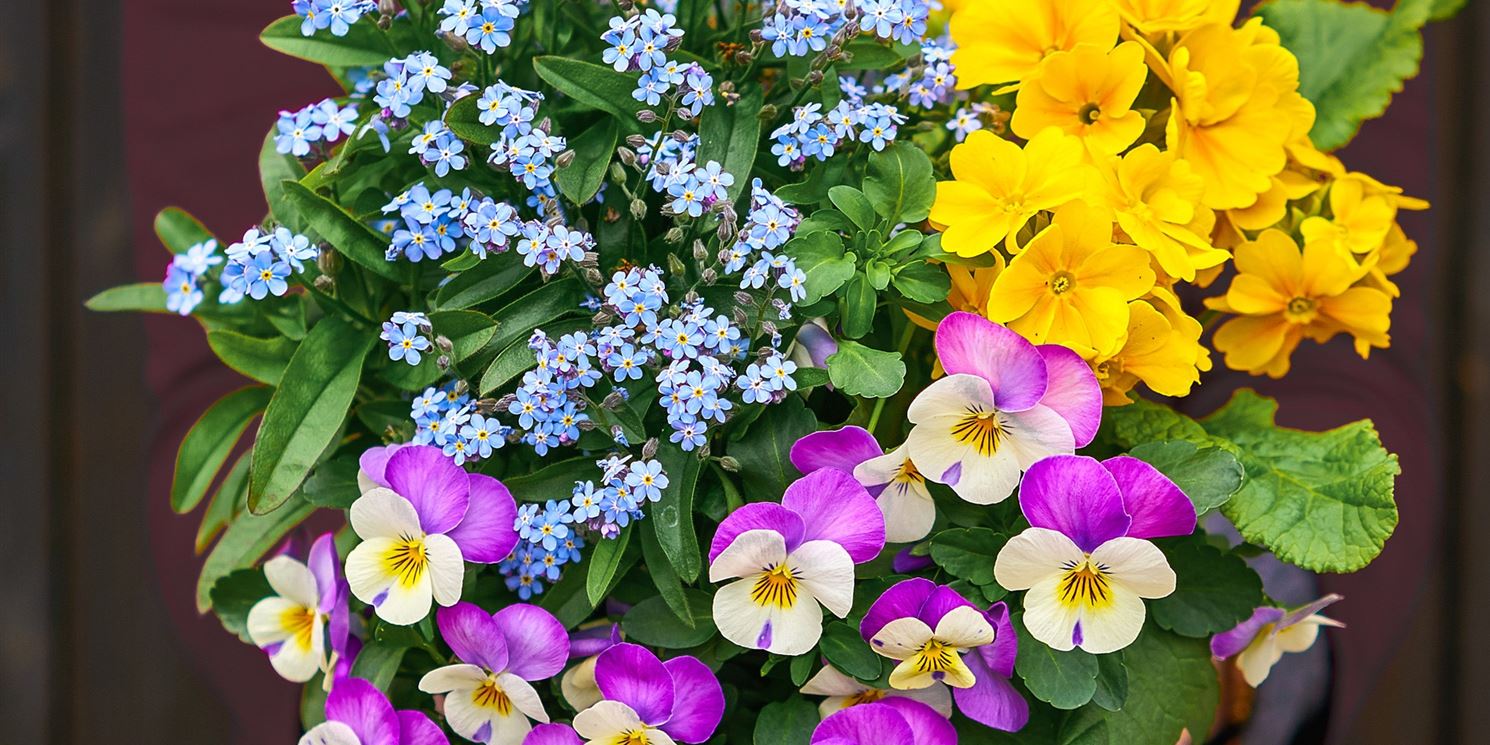 fruehlingsblumen.jpg