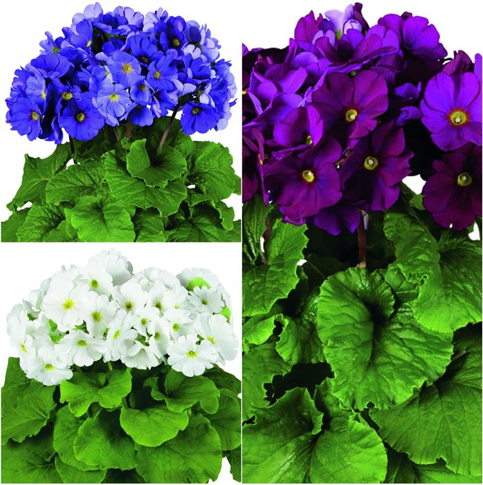 Becherprimel-Set 'Frühlingsboten'