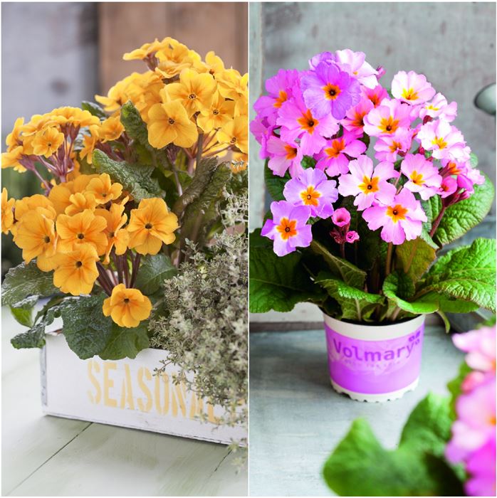 Waldprimel-Set 'Gedeckte Farben'