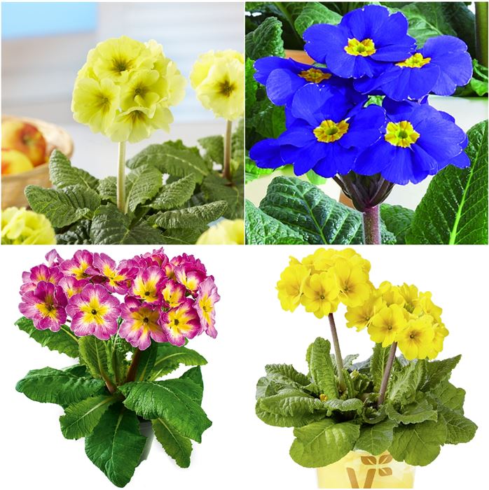 Stängelprimel-Set 'Blau-Gelber Frühling'