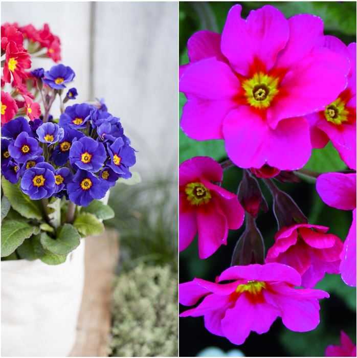 Waldprimel-Set 'Klassische Farben'