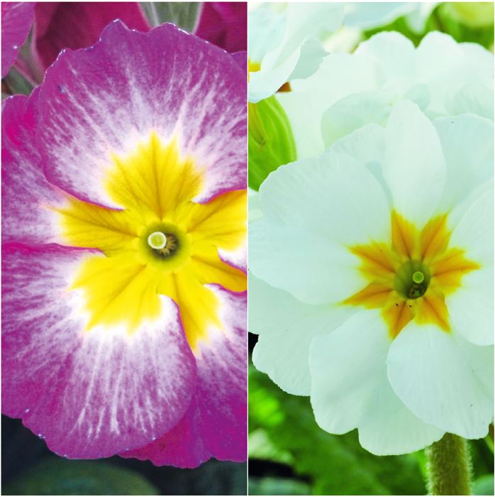 Stängelprimel-Set 'Frische Frühlingsfarben'