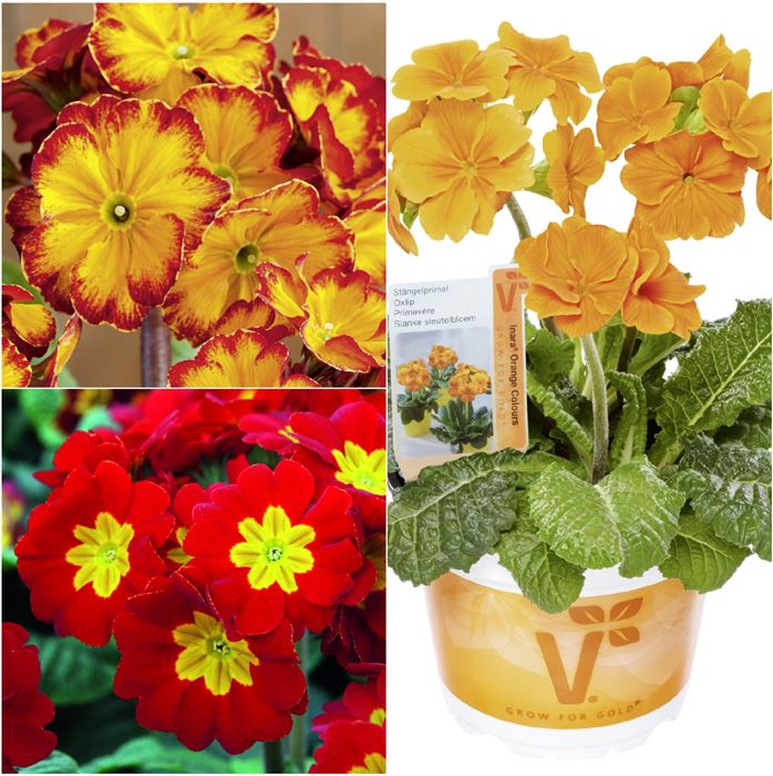 Stängelprimel-Set 'Kräftige Frühlingsfarben'