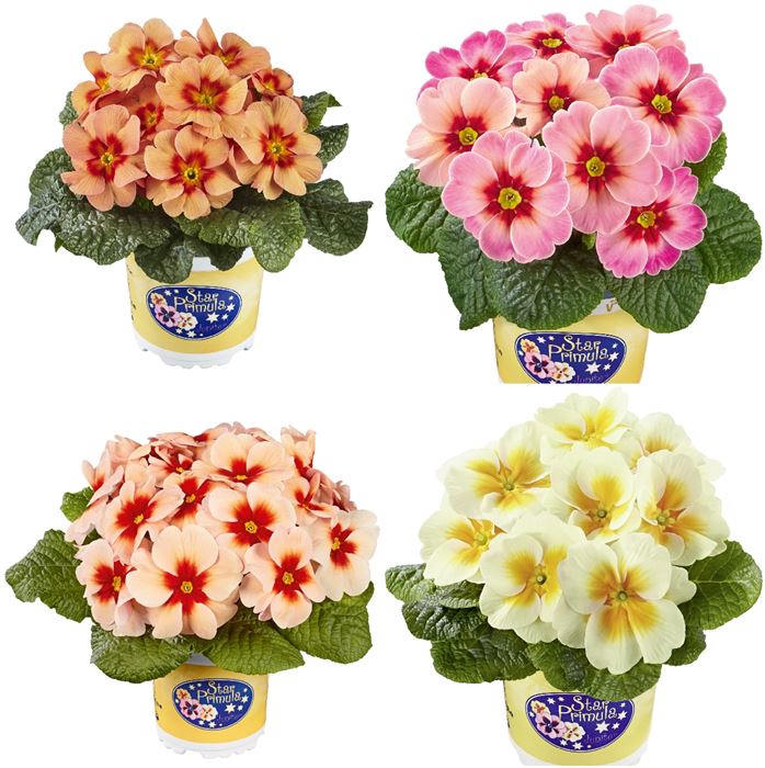 Sternprimel-Set 'Noble Colours'