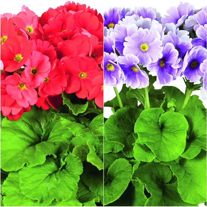 Becherprimel-Set 'Fröhliche Frühlingsfarben'