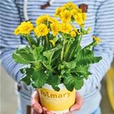 Gold-Schlüsselblume 'Solaris® Gold'