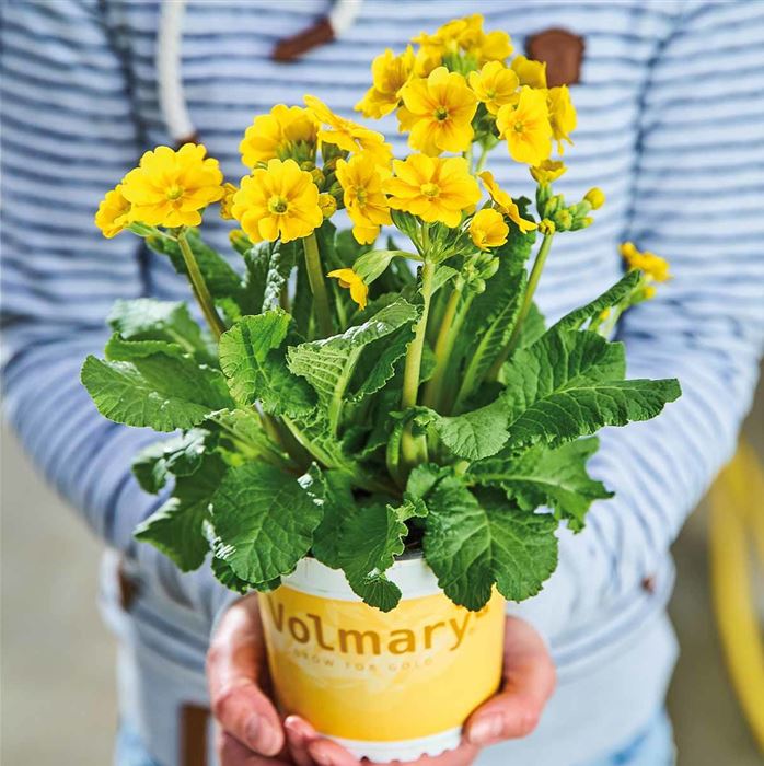 Gold-Schlüsselblume 'Solaris® Gold'