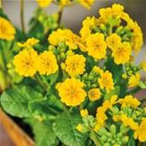 Gold-Schlüsselblume 'Solaris® Gold'