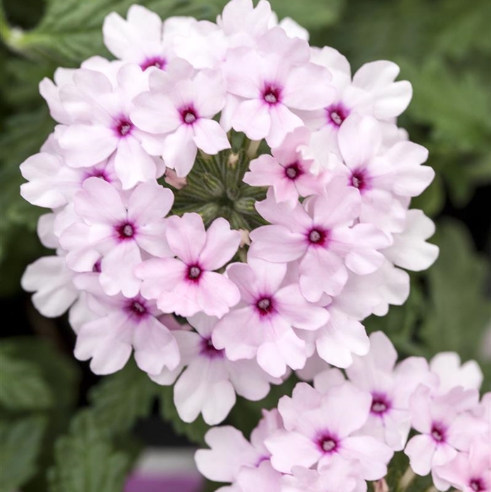 Verbena 'Vectura Soft Pink Eye'
