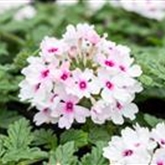 Verbena 'Vectura Soft Pink Eye'