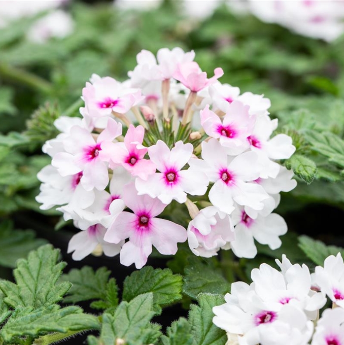Verbena 'Vectura Soft Pink Eye'