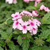 Verbena 'Vectura Soft Pink Eye'