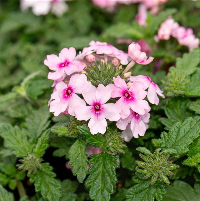 Verbena 'Vectura Soft Pink Eye'