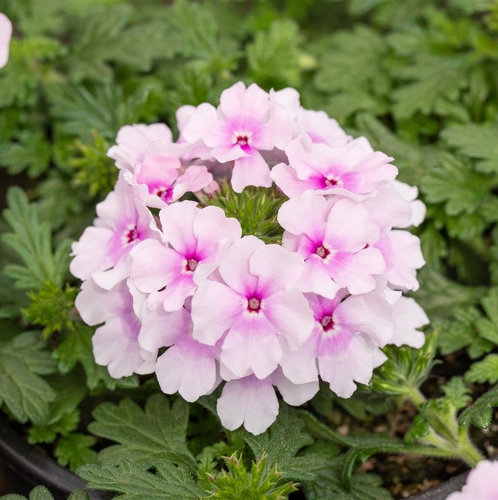Verbena 'Vectura Soft Pink Eye'
