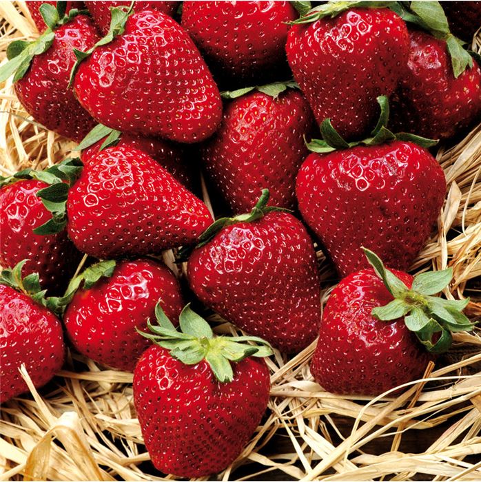 Erdbeere 'Elsanta' 18er Pack