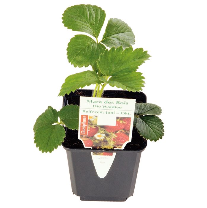 Erdbeeren 'Mara de Bois'